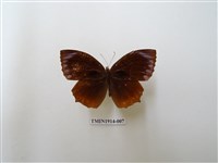 藏品(藍紋鋸眼蝶)的圖片